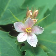 Photo of Big Root Jatropha