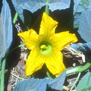 Photo of Buffalo Gourd