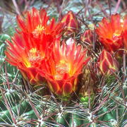 Photo of Candy Barrel Cactus