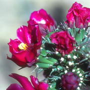 Photo of Cane Cholla Cactus