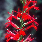 Photo of Cardinal Flower
