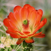 Photo of Claret Cup Hedgehog Cactus