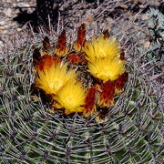 Photo of Compass Barrel Cactus