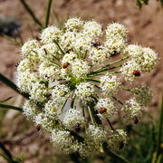 Photo of Cow Parsnip