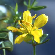 Photo of Creosote Bush