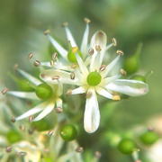 Photo of Crown of Thorns