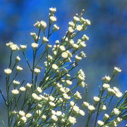 Photo of Desert Broom