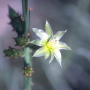 Photo of Desert Christmas Cholla Cactus