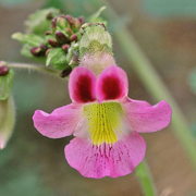 Photo of Devil's Claw