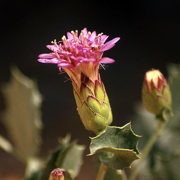 Photo of Desert Holly