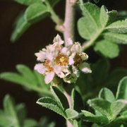 Photo of Desert Sumac