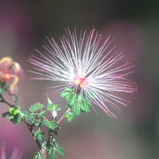 Photo of Fairy Duster