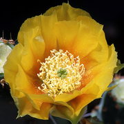 Fire Prickly Pear Cactus