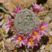 Photo of Fishhook Cactus