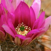 Photo of Hedgehog Cactus