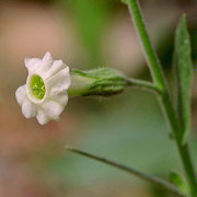 Photo of Indian Tobacco