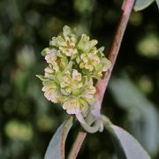 Photo of Jojoba