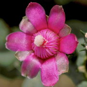 Photo of Jumping Cholla Cactus