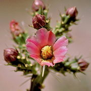 Photo of Klein's Pencil Cholla Cactus