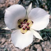 Photo of Mariposa Lily