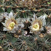 Photo of Milky Nipple Cactus