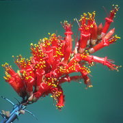 Photo of  Ocotillo