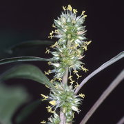 Photo of Palmer Amaranth