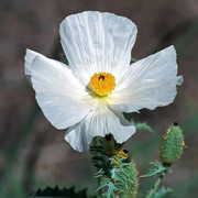 Photo of Prickly Poppy