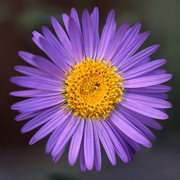 Photo of Purple Aster