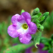 Photo of Purple Mat