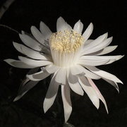 Photo of Queen of the Night Cactus