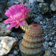 Photo of Rainbow Cactus