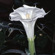 Photo of Sacred Datura