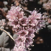 Photo of Scorpion Weed