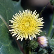 Photo of Sow Thistle