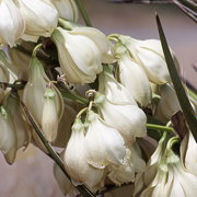 Photo of Spanish Bayonet Yucca