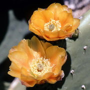 Photo of Spineless Prickly Pear Cactus