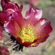 Photo of Staghorn Cholla Cactus