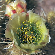 Photo of Teddy Bear Cholla Cactus