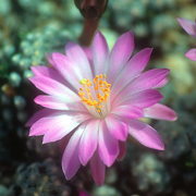 Photo of Theresa Cactus