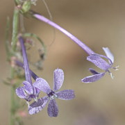 Photo of Thurber's Gilia