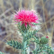 Photo of Thistle