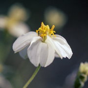 Photo of White Desert Zinnia