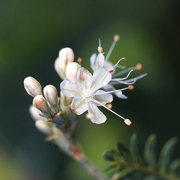 Photo of Wild Buckwheat