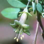 Photo of Wolfberry