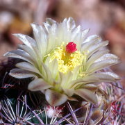 Photo of Woven Spine Pineapple Cactus