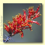 Photo of Ocotillo