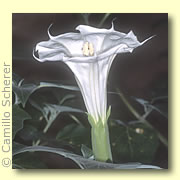 Photo of Sacred Datura